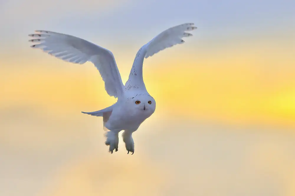 Lam, Gavin: Harfang des neiges