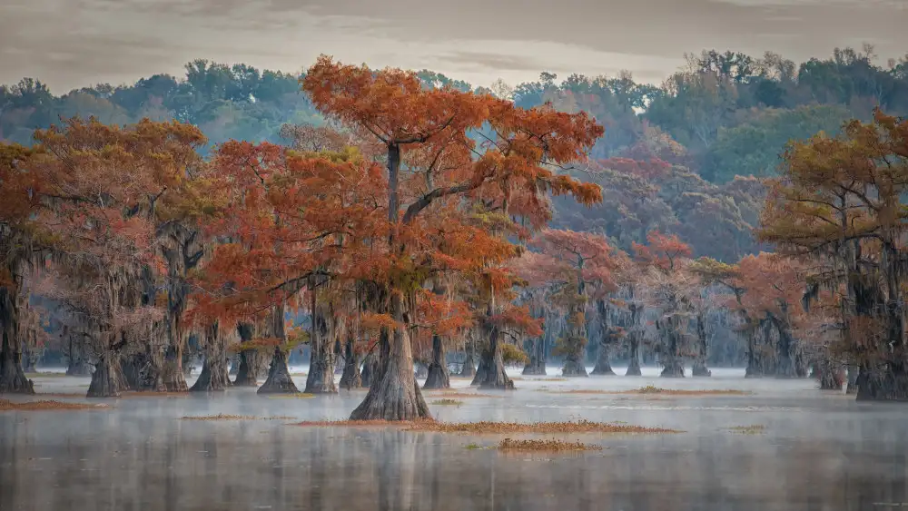 Ruoppolo, Luigi: Lago Caddo