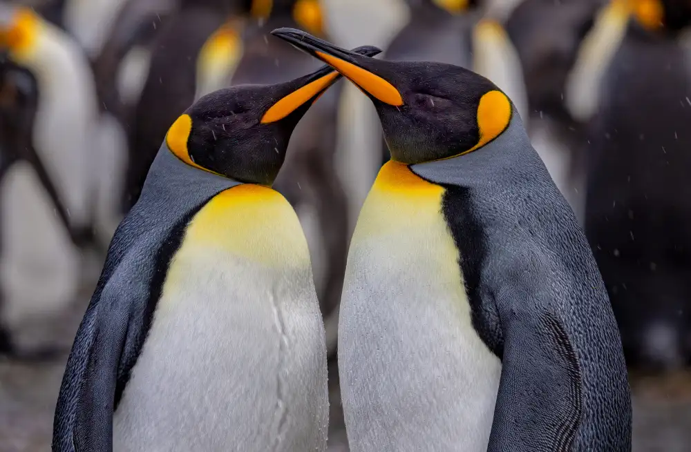 Lin, Ning: Königspinguine am verschneiten Tag