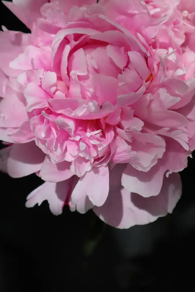 Blursbyai, Laiz Rosana: Pivoine rose V