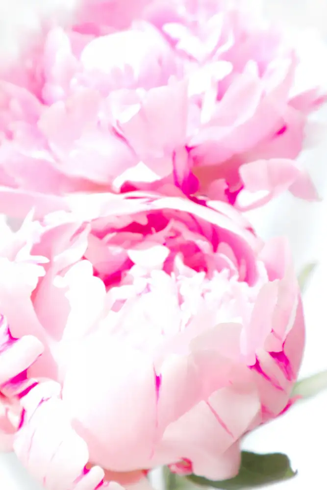 Blursbyai, Laiz Rosana: Rosa Pfingstrose X