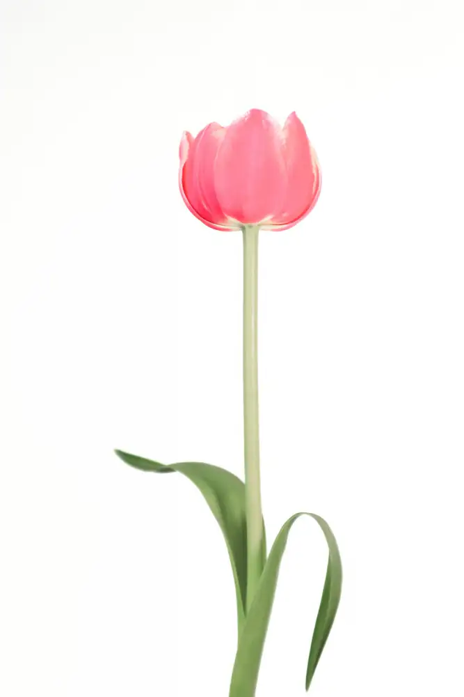 Blursbyai, Laiz Rosana: Tulipe rose