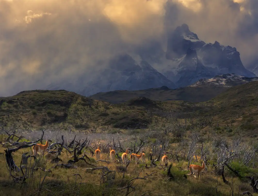 P., Ruiqing: Frühling in Torres del Paine