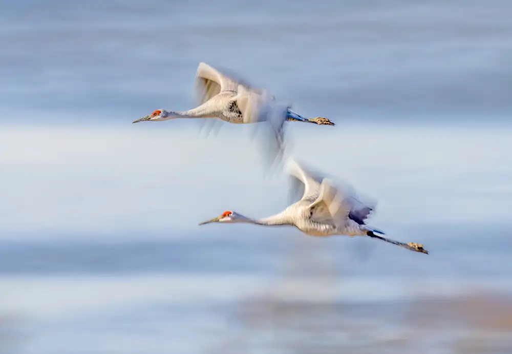 Hu, Gary: Duo gru in volo