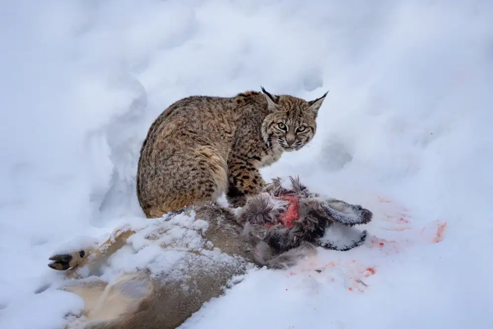 Wei, and Siyu: lince rossa