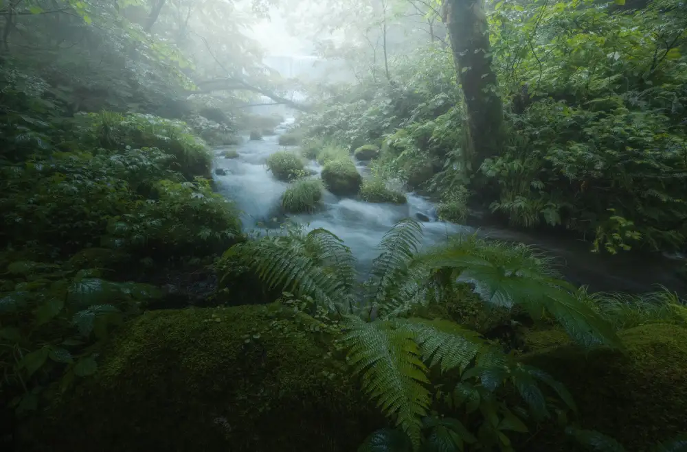 Kuroda, Daiki: Riva verde fresca
