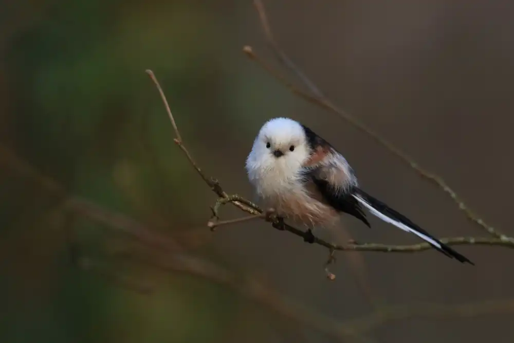 Ascic, Simun: Mésange à longue queue