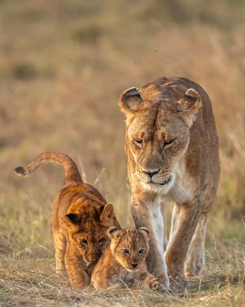 Bhatia, Yogesh: I Cuties