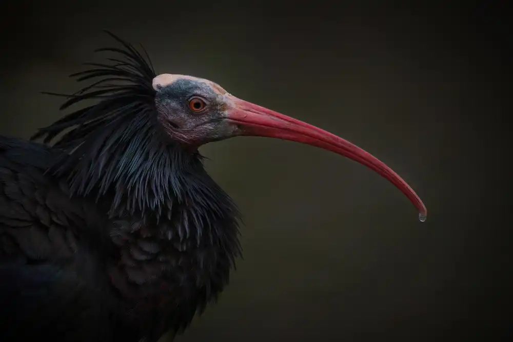 Guillemot, Mathilde: Ibis chauve du Nord - Geronticus Eremita
