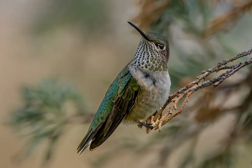 Xu, Jian: Breitschwanzkolibri