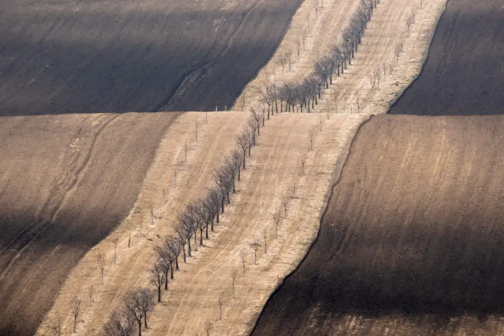Šimic, Joško: Moravian fields