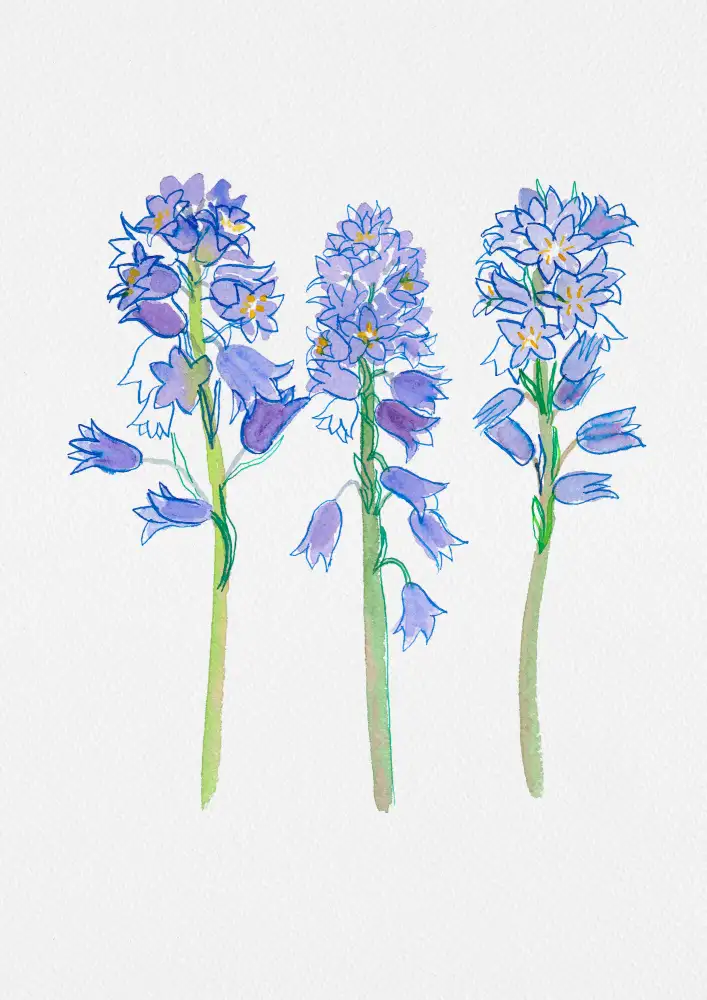 Hyacinthoides Hispanica (Spanish Bluebells)