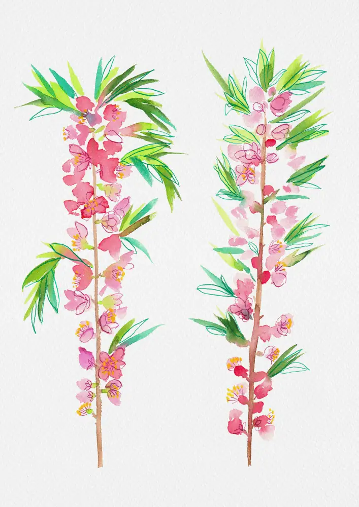 Botanical, Kata: Dwarf Russian almond or Prunus tenella botanical painting
