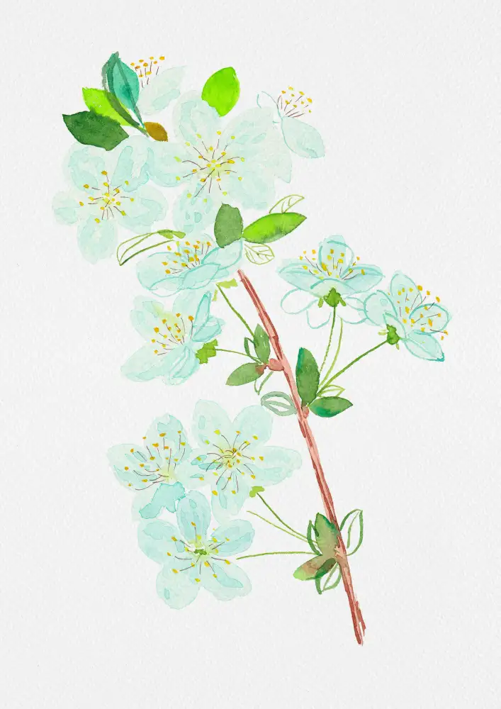 Botanical, Kata: Wild cherry or Prunus avium botanical painting
