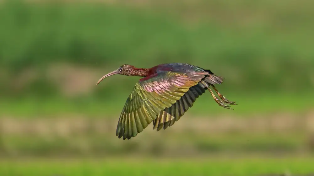 Ghosh, Pinaki: Lesklý ibis