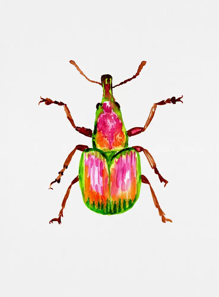 Botanical, Kata: Apricot weevil or Epirhynchites auratus