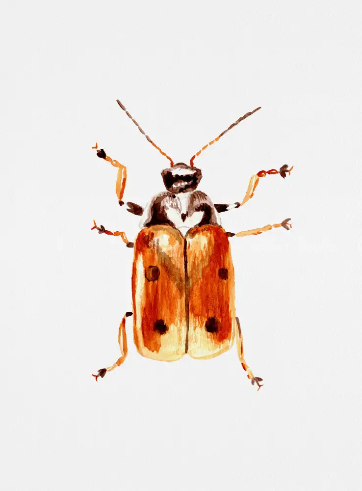 Botanical, Kata: Another leaf beetle the Cryptocephalus cordiger