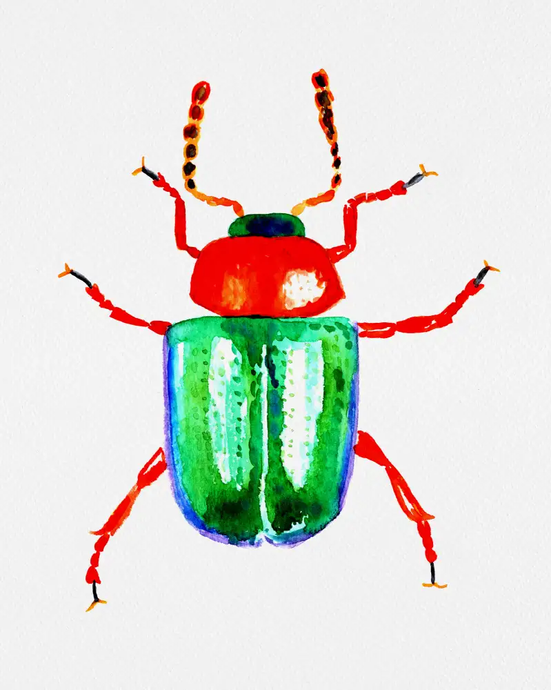 Botanical, Kata: Knotweed beetle or Gastrophysa polygoni