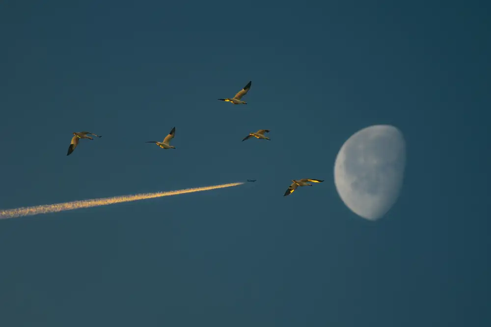 Liang, Ken: Zum Mond fliegen