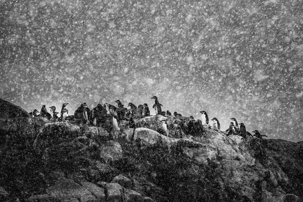 Groleau, Michel: Tempesta antartica