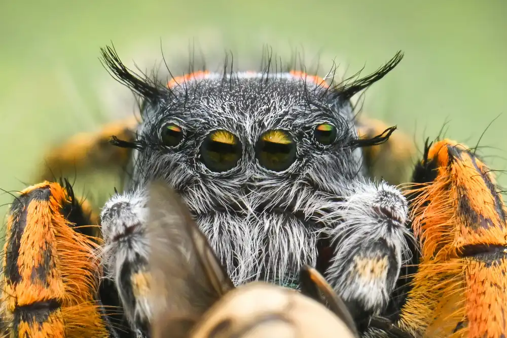 Setiadi, Ajar: Extreme Springspinne