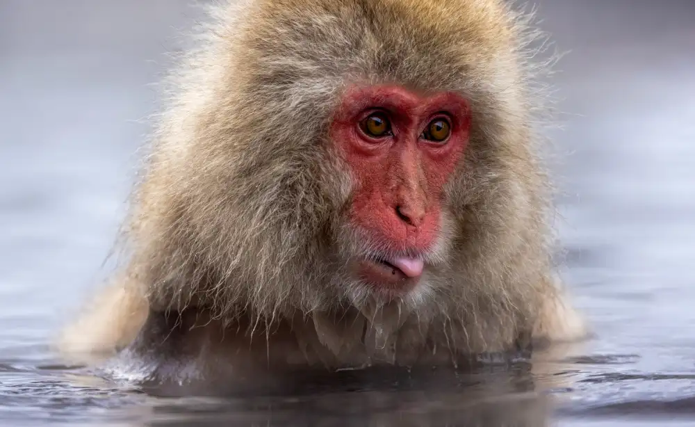 W, Joanna: Ho fame