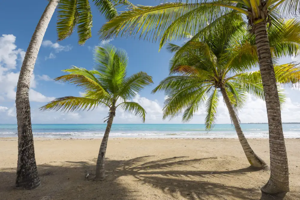 Hefele, Stefan: Plage de Palmy II