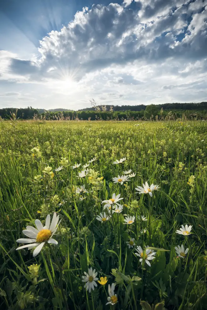 Hefele, Stefan: Prairie fleurie