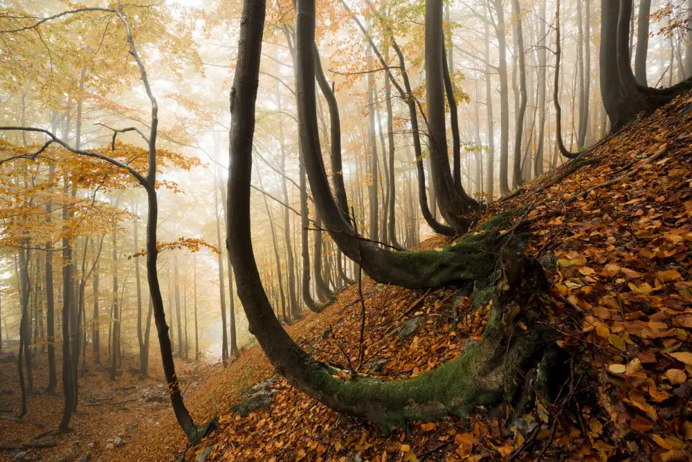Hefele, Stefan: Forêt d'automne mystique