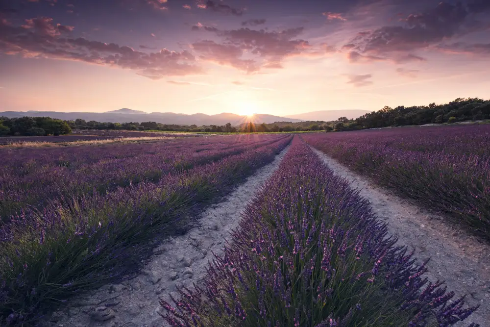 Hefele, Stefan: Violet Provence