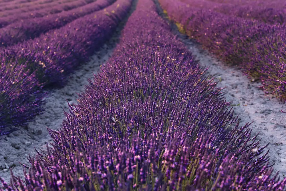 Hefele, Stefan: Detalle de lavanda