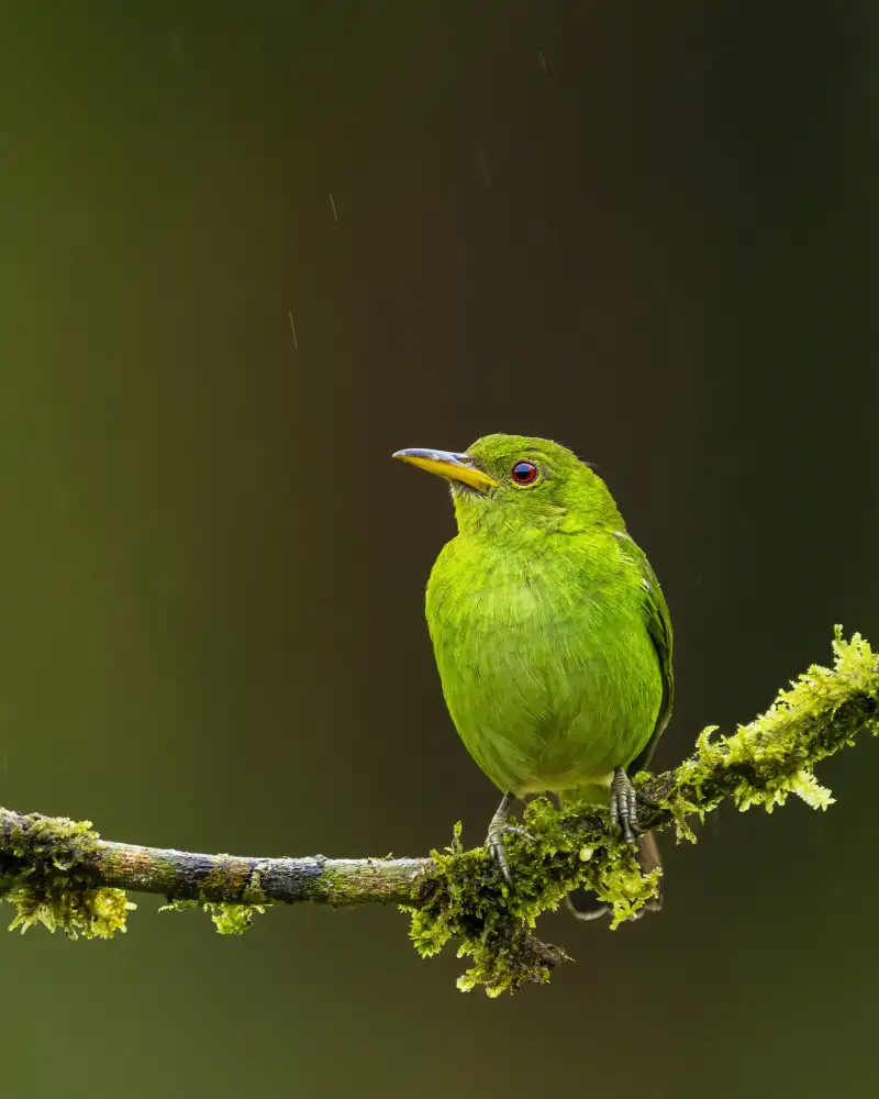 Dhanorkar, Saurabh: Mielero verde - hembra