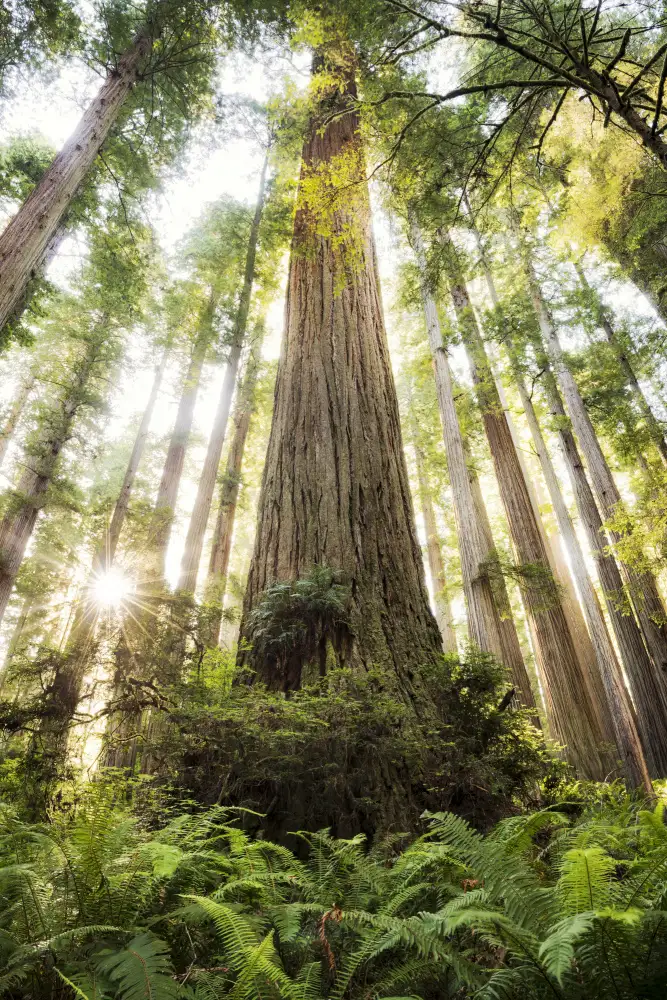 Hefele, Stefan: hermoso bosque