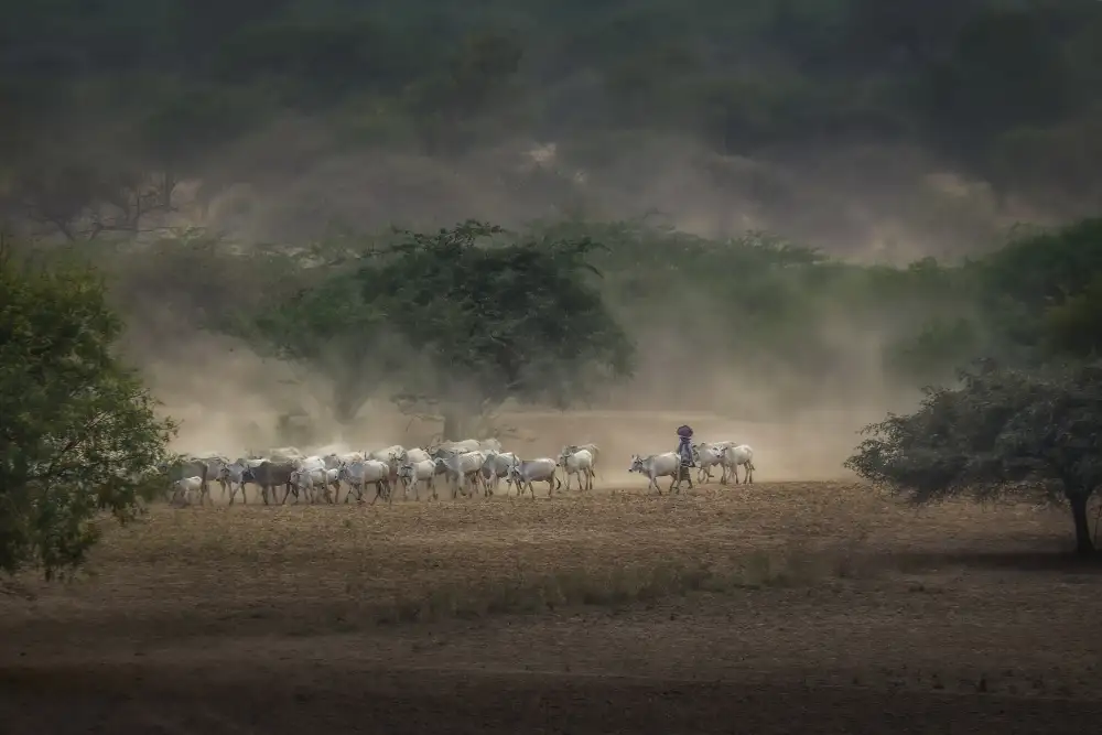 Liu, Ren Raymond: The Herdswoman on the Way Home with the Cattle in Bagan