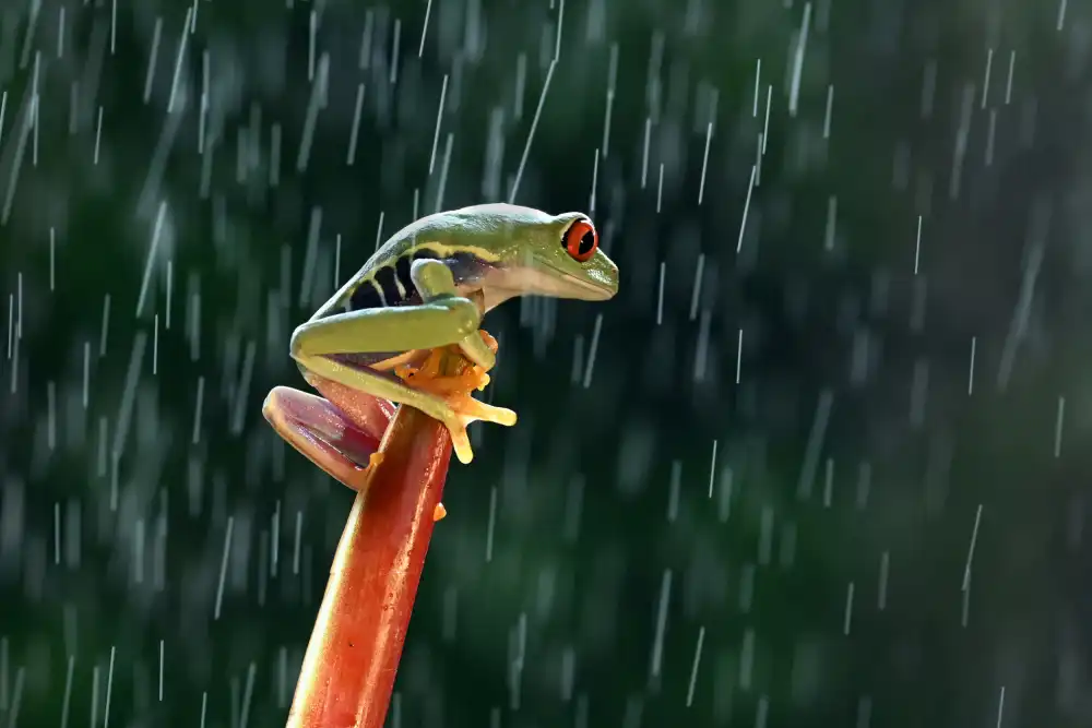 Aditya, Rawisyah: Rainette aux yeux rouges sous la pluie
