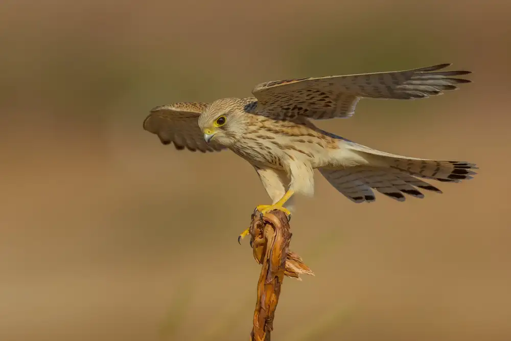 Manusevich, David: Turmfalke