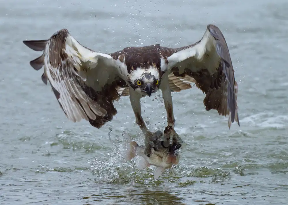 Chen, Johnny: Falco pescatore con cattura