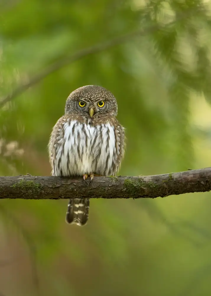 Lu, Bill: Pygmy sova