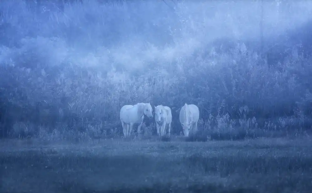 Hermann, Uschi: chevaux blancs