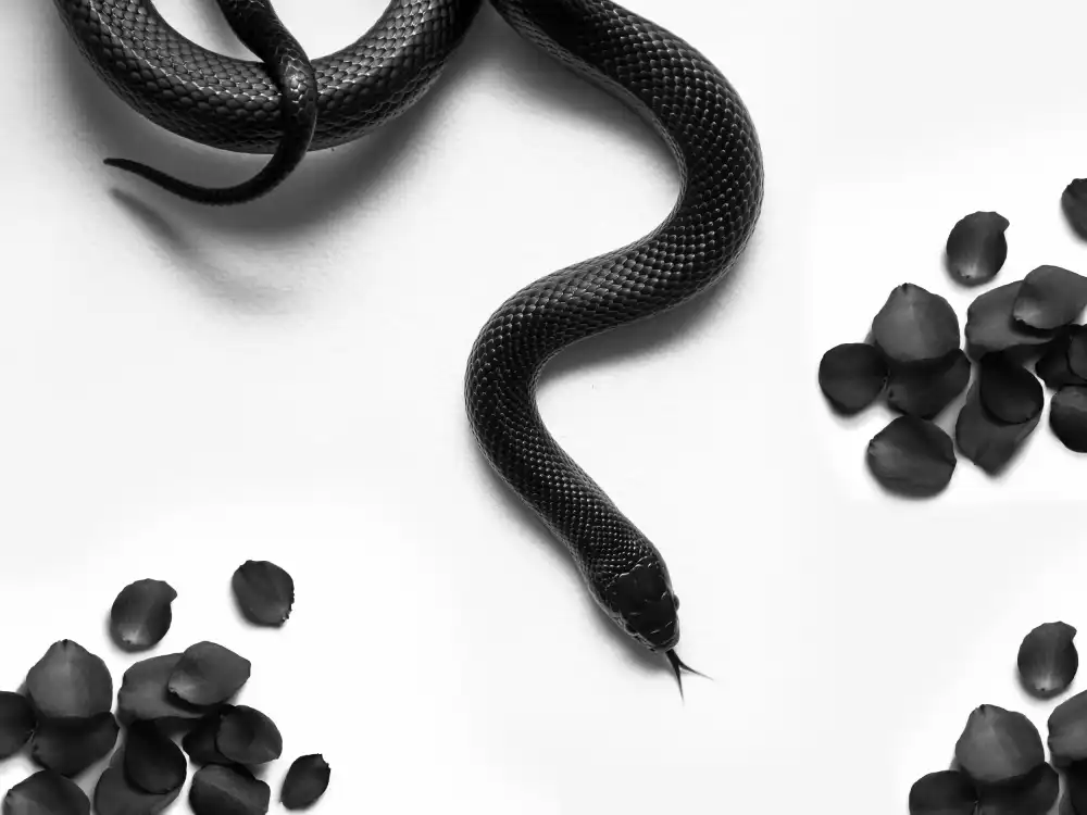 Drake, David: Serpent noir errant