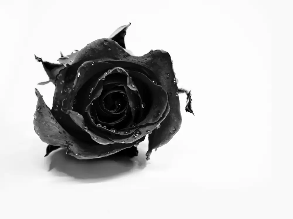 Drake, David: Rose Noire