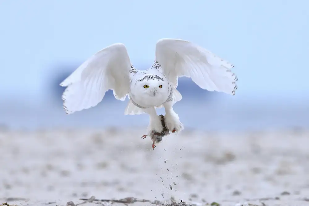 Lam, Gavin: Buho Nevado
