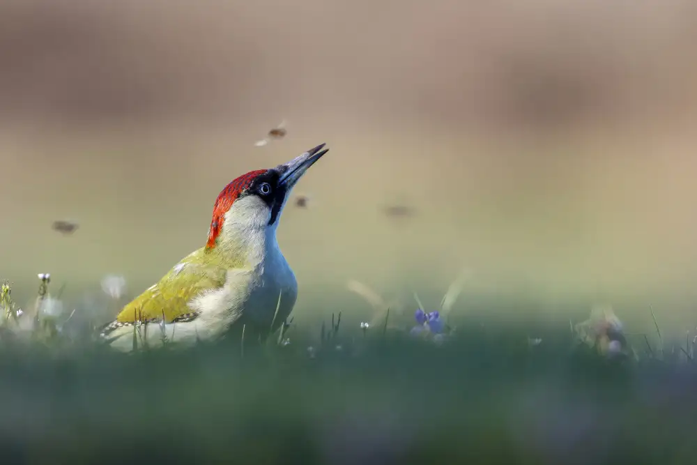 Redaelli, Marco: Entre las flores y las abejas