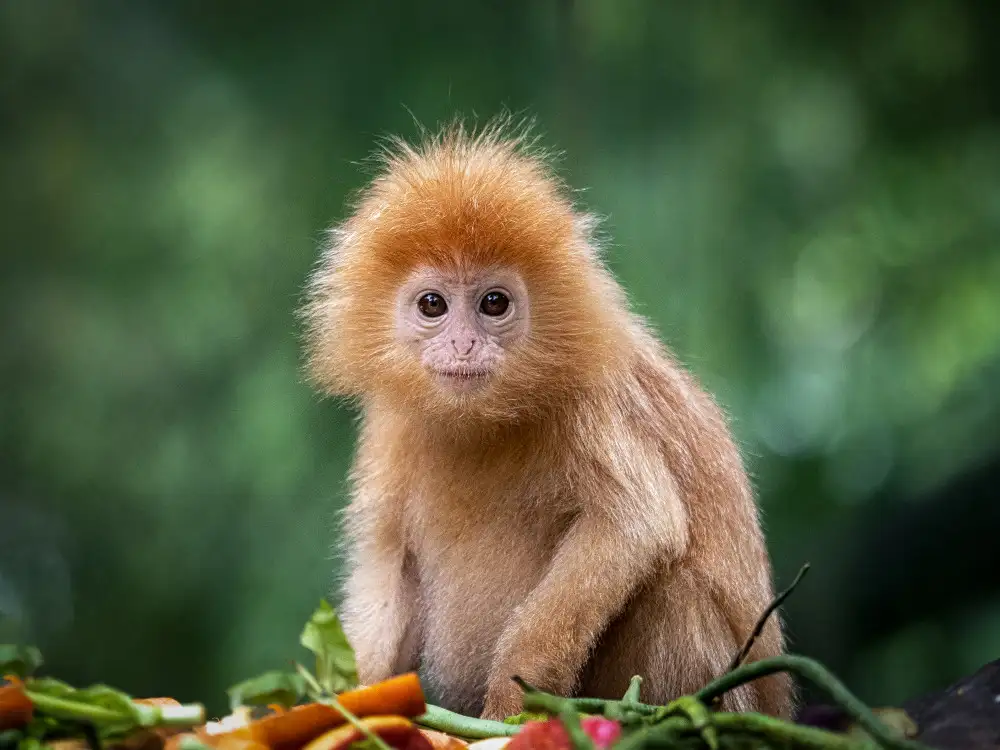Sukrisman, Lugyanti: Baby lutung