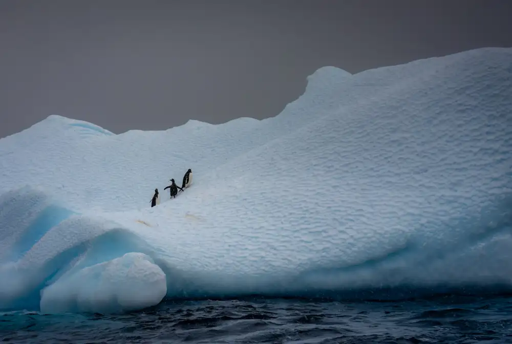Lin, Ning: Verschneiter Eisberg,Heimat von drei Pinguinen