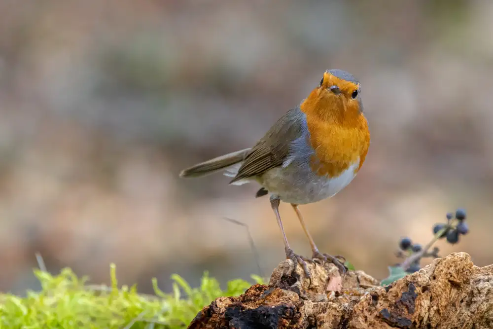 Chiodini, Massimo: Robin en colère
