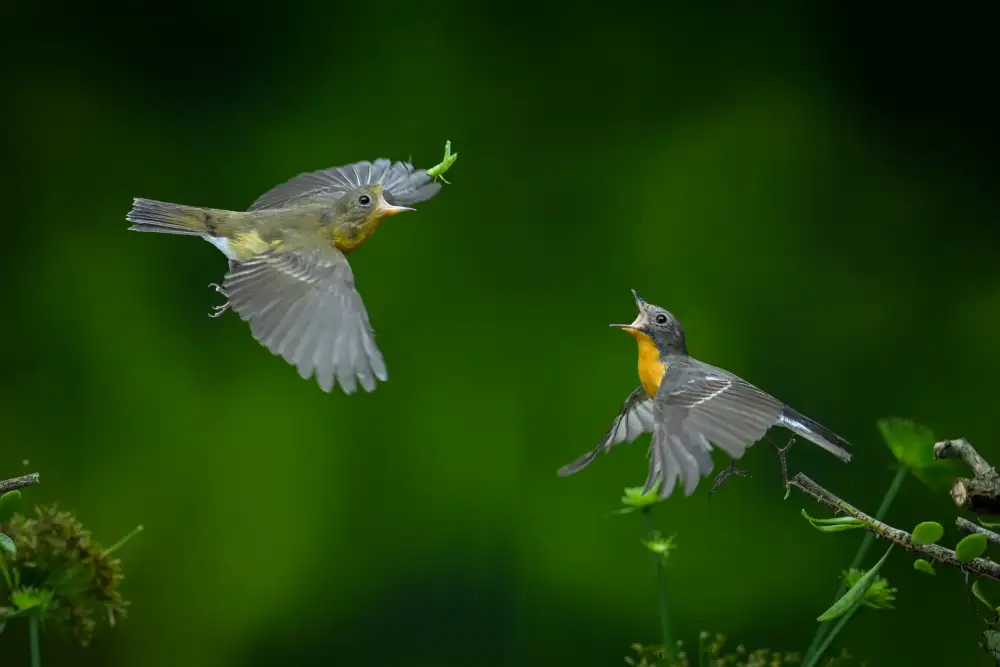 Setiadi, Ajar: Vogel