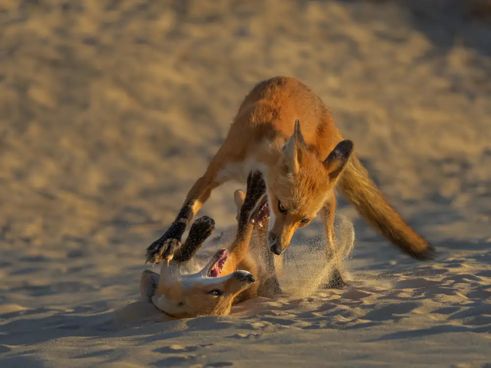 P., Ruiqing: Sand Fox zábava