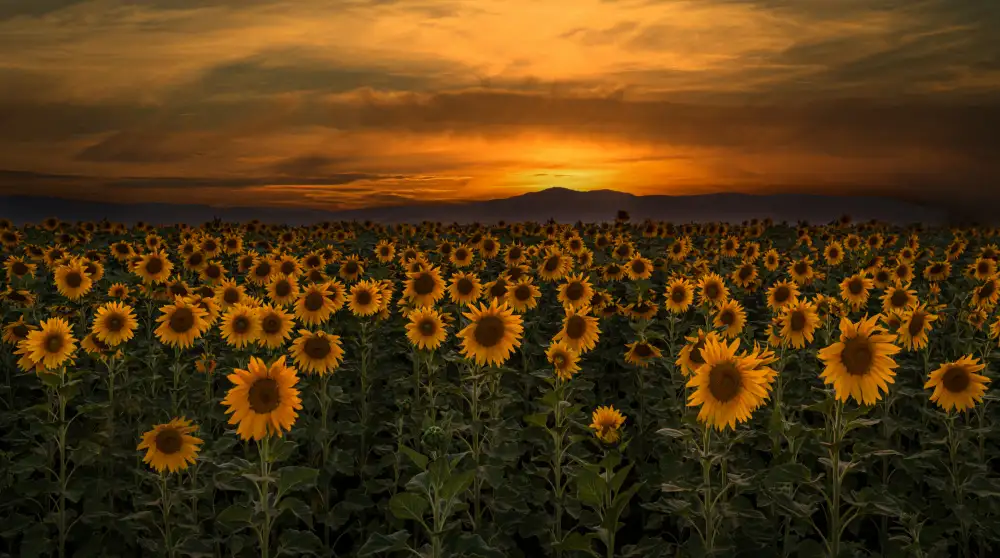 Telhami, Isam: art de la nature