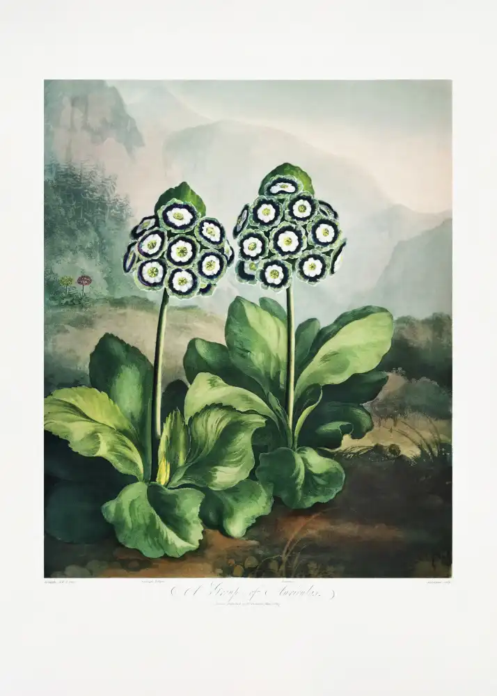 Thornton, John Robert: A Group of Auriculas from The Temple of Flora 2 (1807)